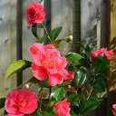 Camillia