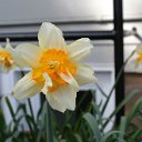 Daffodils
