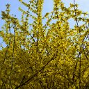 Forsythia