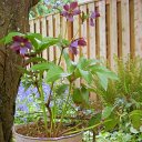 Hellebore