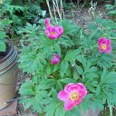 Peony
