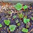 Rhubarb2
