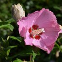 RoseOfSharonPink2