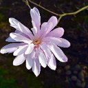 StarMagnolia2
